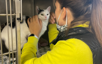 Communication animale à domicile et forfait urgence : comment ça marche ?