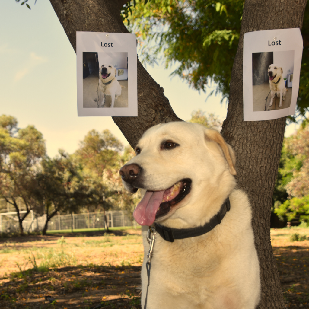 Soin holistique pour mon chat, chien améliorant son bien-être émotionnel