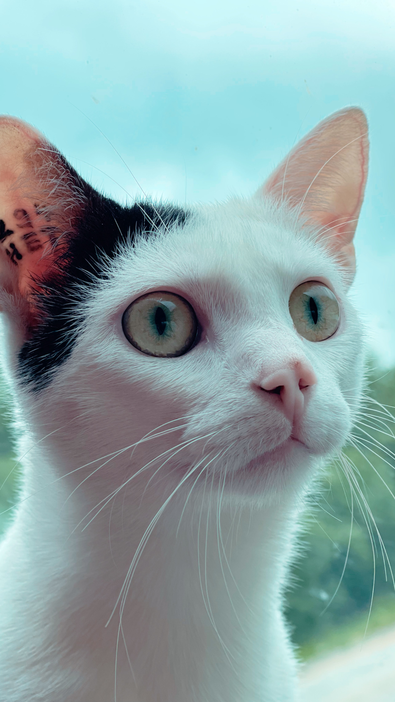 "Séance de communication animale avec un chien - Dialogue intuitif"