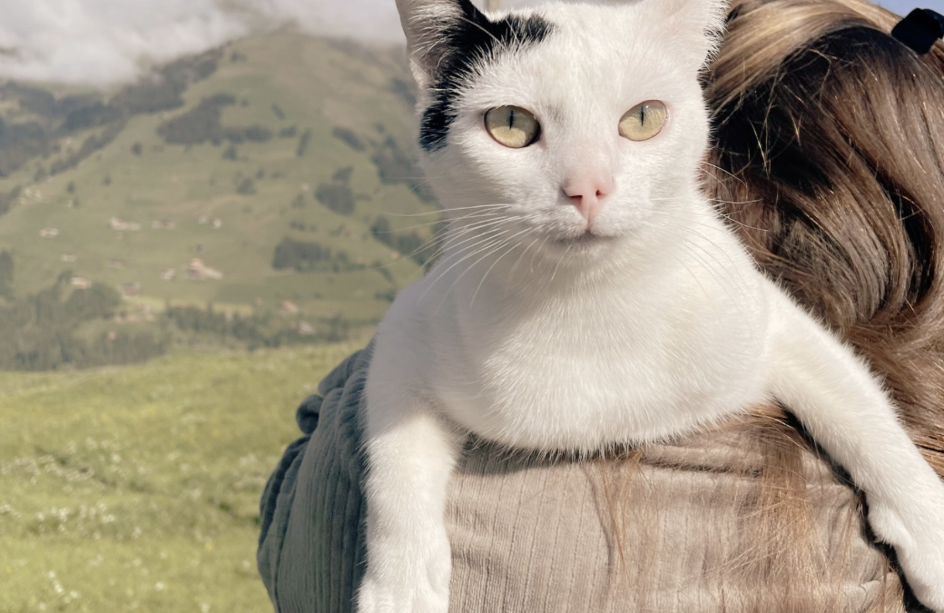 Pourquoi mon animal va mal quand je vais mal ? Quand votre compagnon devient le miroir de vos émotions