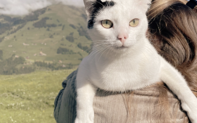 Pourquoi mon animal va mal quand je vais mal ? Quand votre compagnon devient le miroir de vos émotions